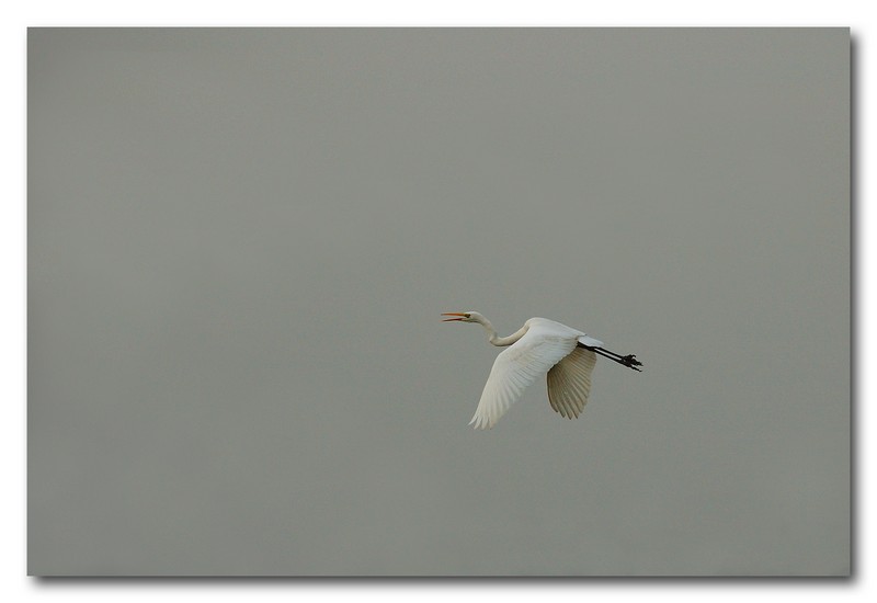 Airone bianco maggiore - Casmerodius albus